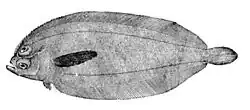 Monolene atrimana