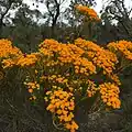 Verticordia nitens (Morrison)