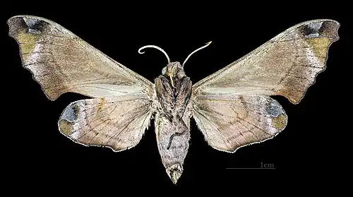 Female underside