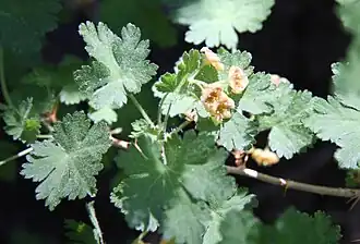Foliage