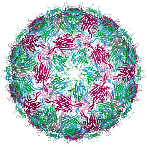 MS2 capsid