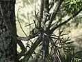 Haustorium on Callitris glaucophylla