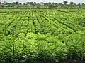Multiplication of Released Groundnut Varieties at DGR
