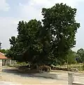 Mulberry tree