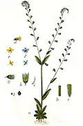Plate 16 in Joseph Sturm's Deutschlands Flora in Abbildungen (1796), vol. 11