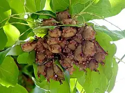 Brown bats