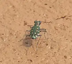 Myriochila distinguenda