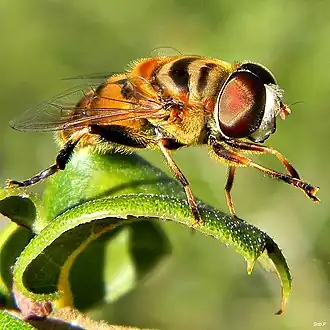Palpada sp.
