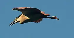Adult in flight at Lake Monger