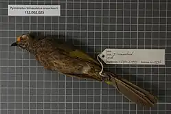 preserved specimen