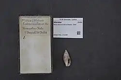 Shell specimen