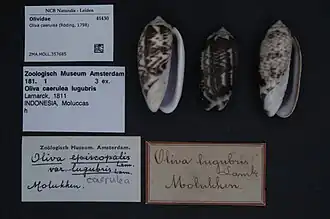 Oliva caerulea