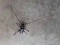 Neoplocaederus frenatus, South Africa