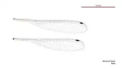 Male wings