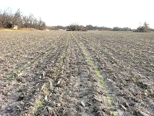 New seeding in 30-inch (760 mm) rows