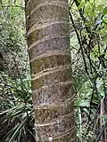Nīkau palm trunk on Point Elizabeth walkway, Greymouth