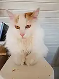 White with Red tabby