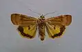 Least yellow underwing Noctua interposita Noctuinae