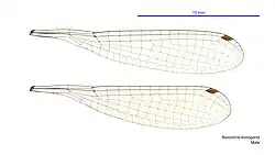 Male wings