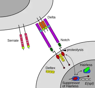 The Notch signaling pathway. Notch interacts with its ligands Delta or Serrate, leading to cleavage of the NICD which can then interact with Su(H) to form a transcriptional complex.