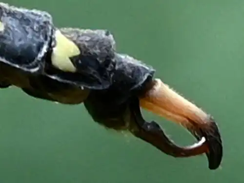 appendages