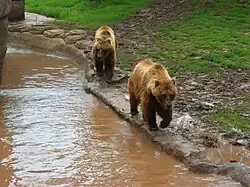 Bear habitat.