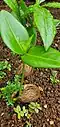Fruit and seedling. Dededo, Guam