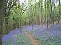 Offa's Dyke Path in Highbury Wood