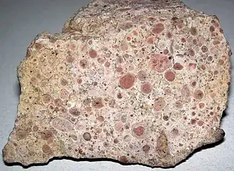 Oncolitic limestone formed from successive layers of calcium carbonate precipitated by cyanobacteria