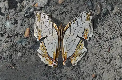 Dorsal view