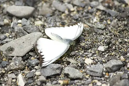 Dorsal view (male)