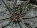 Moulted - subadult