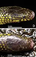 Male head