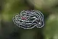 Oval spiral Cyclosa sp., India