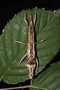 freshly adult female