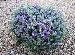 Texas sage
