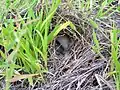 nest