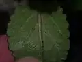 Close up of underside of leaf