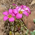 Oxalis magnifica R.Knuth, 1919