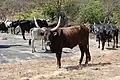 Oxen being watered