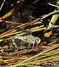 Female ovipositing