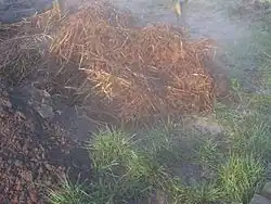 Horse manure