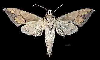 Male ventral view