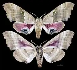 Pachysphinx