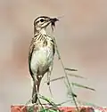Carrying food for young (Kolkata, West Bengal, India