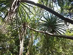 Foliage