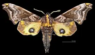 Paonias myops ♂
