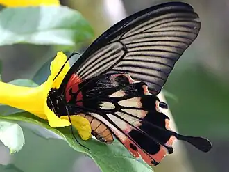 Female alcanor, Thailand