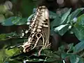 Papilio ophidicephalus phalusco
