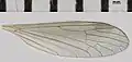 Wing